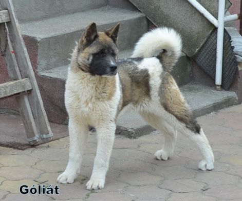1-kolykok_064.jpg