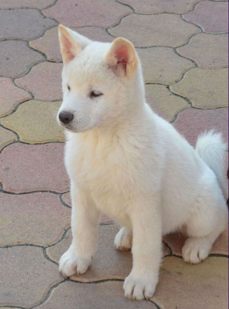 fehér amerikai akita.jpg fehér amerikai akita.jpg