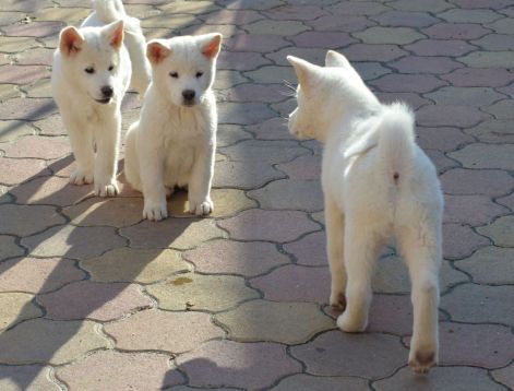 fehér amerikai akita.jpg fehér amerikai akita.jpg
