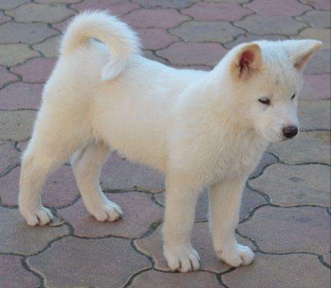 .jpgfehér amerikai akita fehér amerikai akita.jpg