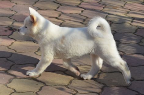 fehér amerikai akita.jpg fehér amerikai akita.jpg